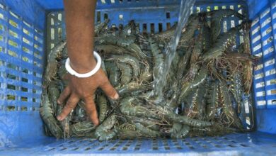 woman washing shrimp in satkhira khulna