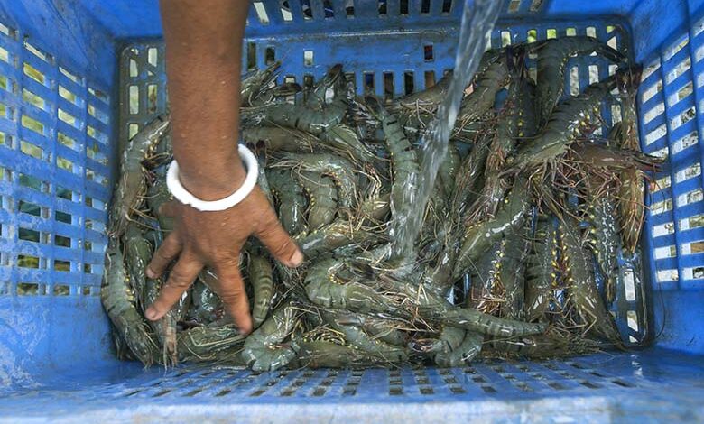 woman washing shrimp in satkhira khulna