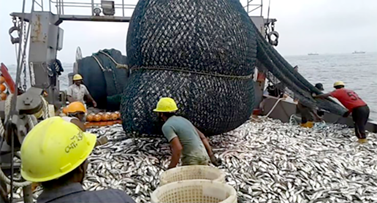 Workers shorting fishes on the deck of a fishing trawler