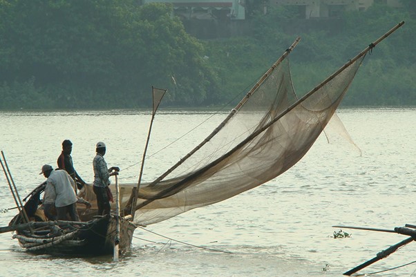 Hilsa fish catching in west bengal