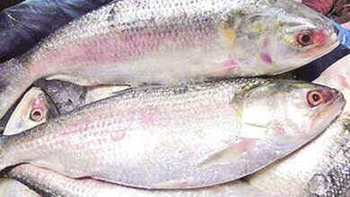 Padma Hilsa at west bengal market