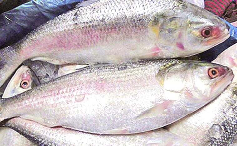 Padma Hilsa at west bengal market