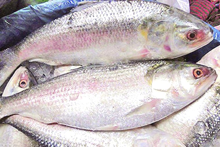 Padma Hilsa at west bengal market