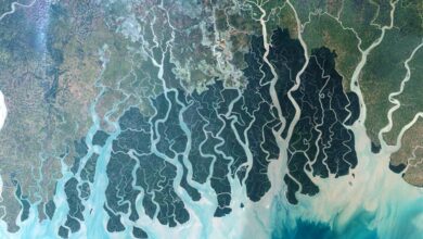 Estuary of Sunderbans