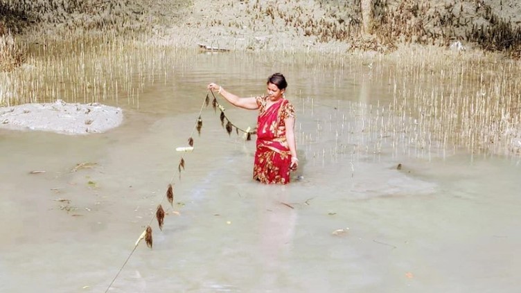 seaweed farming in Koyra