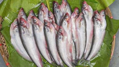 Pabda or butter catfish in khulna