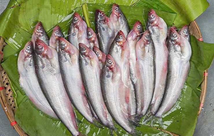 Pabda or butter catfish in khulna