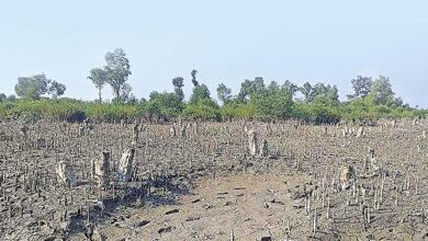 shrimp farming in mangrove