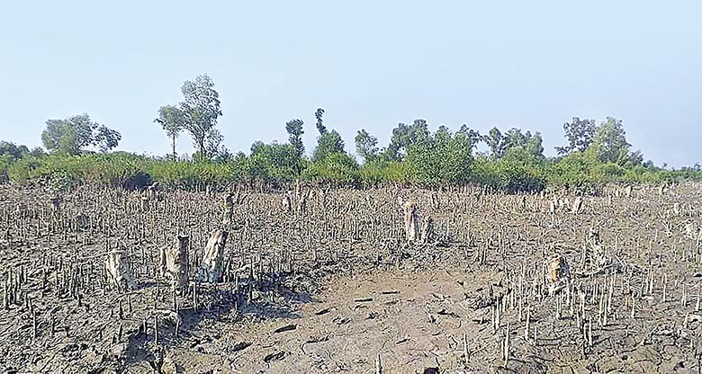 shrimp farming in mangrove