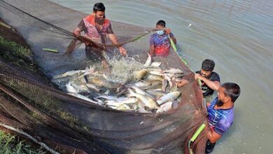 group_of_fish_farmer_bd