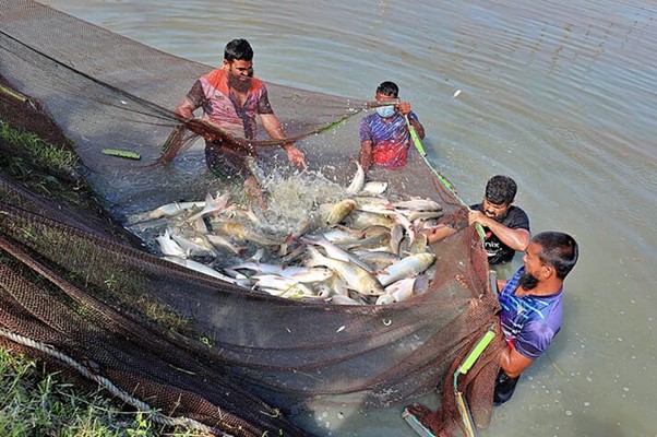 group_of_fish_farmer_bd