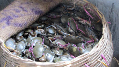 Live Mud crab from Bangladesh