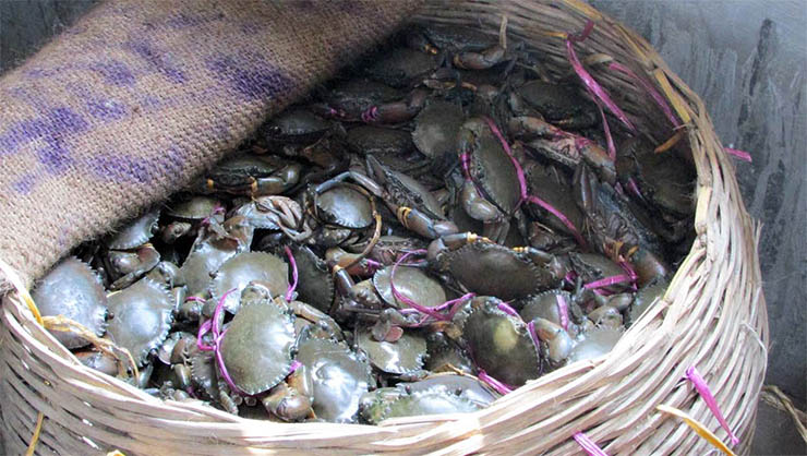 Live Mud crab from Bangladesh