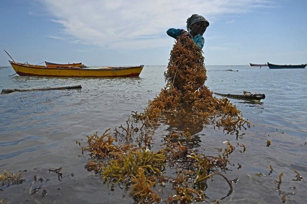 Woman harvesting seaweed