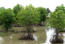 mangrove friendly shrimp farming