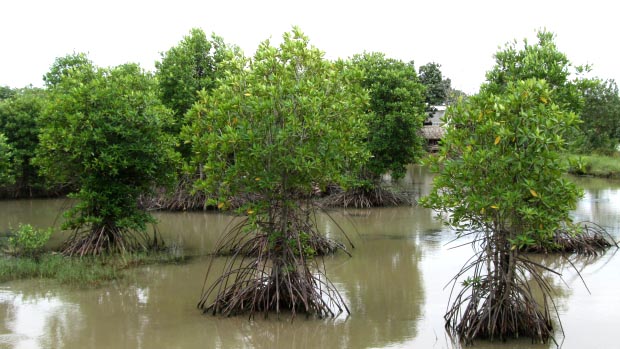 shrimp farming mangrove