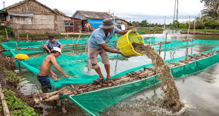 Vietnamese shrimp sector workers