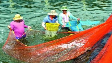 vietnam shrimp farmers