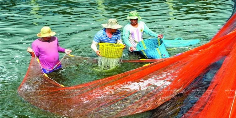 vietnam shrimp farmers