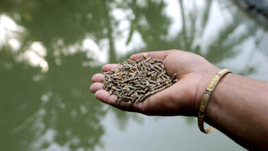 Winter take care for aquaculture high-quality feed