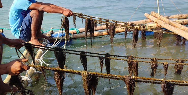 Gracilaria seaweed farming in Cox's bazaar, Bangladesh