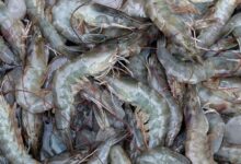 India seafood export top item