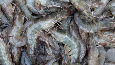 India seafood export top item