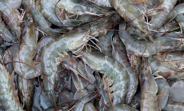 India seafood export top item