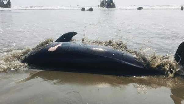 A dead dolphin washed up on the shore of Cox's Bazar.