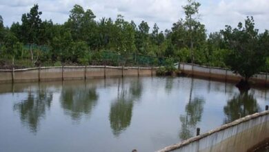 Fertilizer is required for the pond