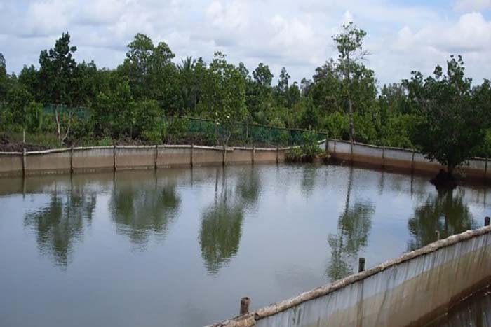 Fertilizer is required for the pond