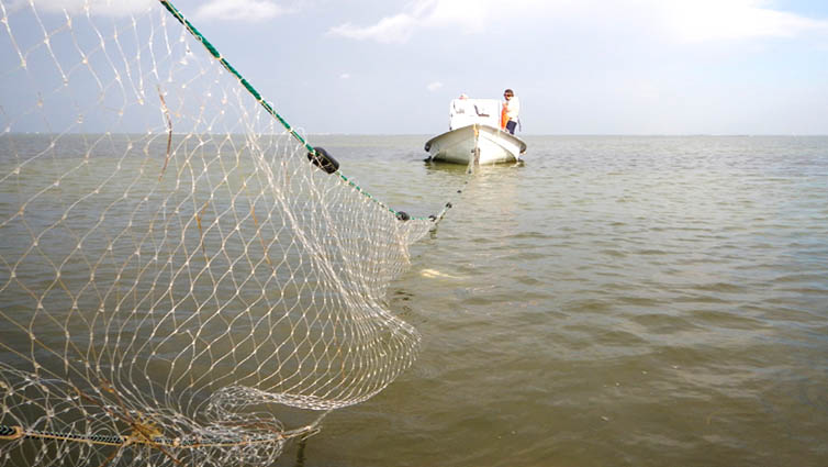 gillnet fishing causing dead dolphin