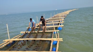 Gracilaria Seaweed farming