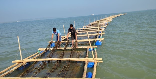 Gracilaria Seaweed farming