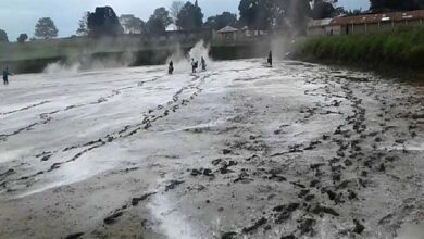 Liming the pond for aquaculture