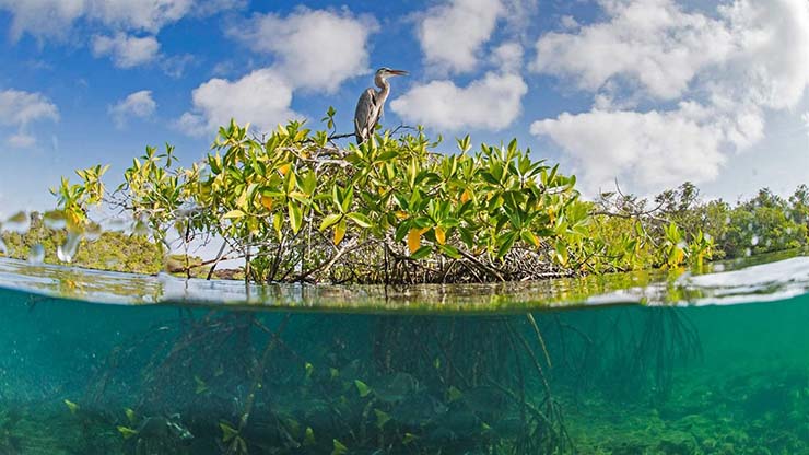 coastal ecosystem