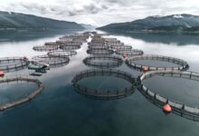 mariculture farm, offshore aquaculture