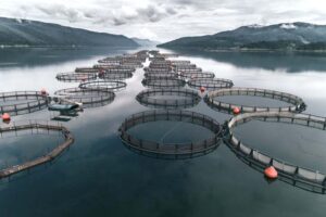 mariculture farm, offshore aquaculture
