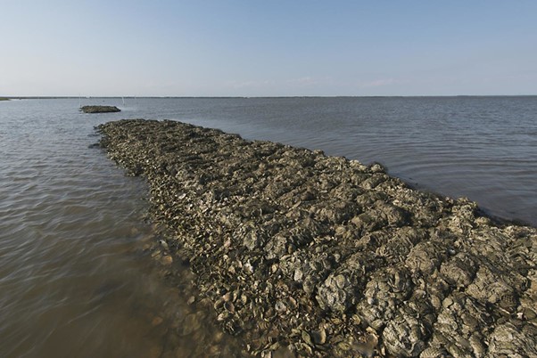 oyster aquaculture