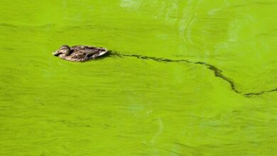 algal blooms