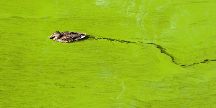 algal blooms