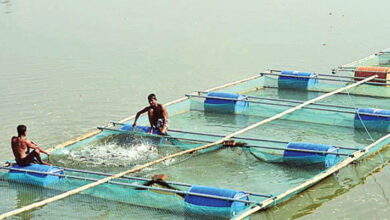 mariculture