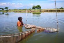 Indonesian aquaculture