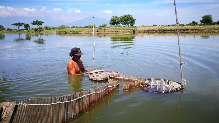 indonesian extensive shrimp farm