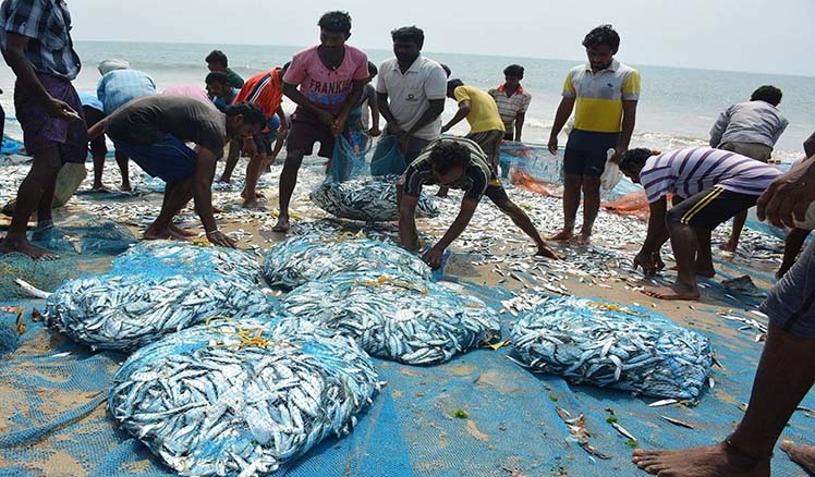 Aquaculture in India changed fish production scenario