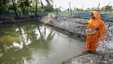 proper feeding management is must for shrimp polyculture pond