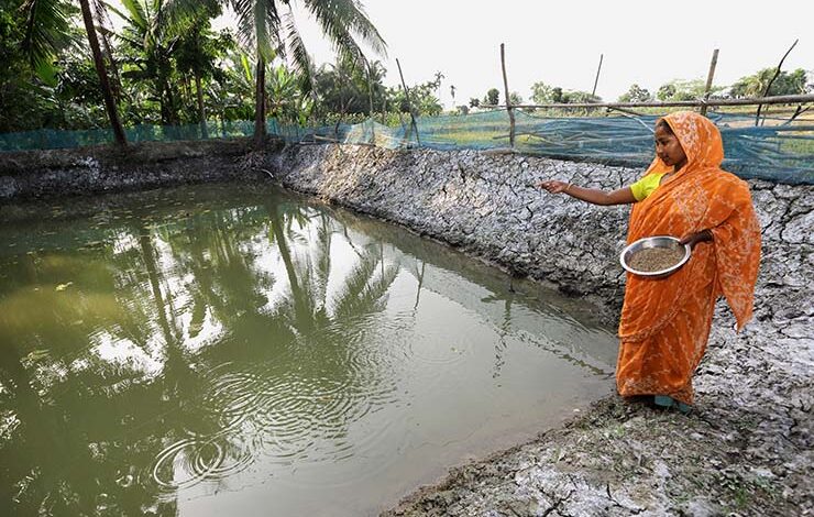 proper feeding management is must for shrimp polyculture pond