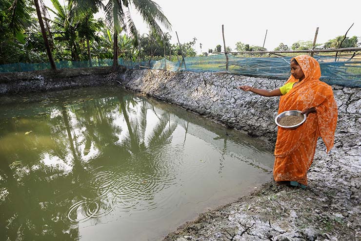 proper feeding management is must for shrimp polyculture pond