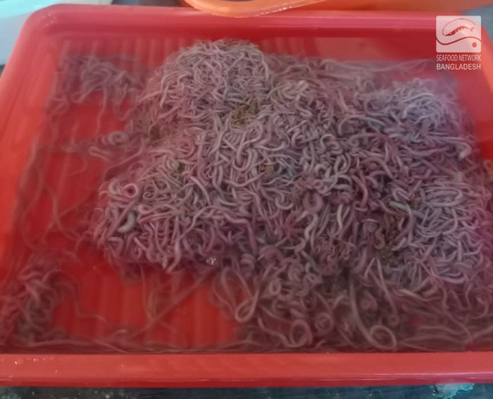 Harvested polychaete