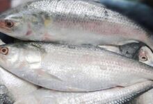hilsa ilish padma